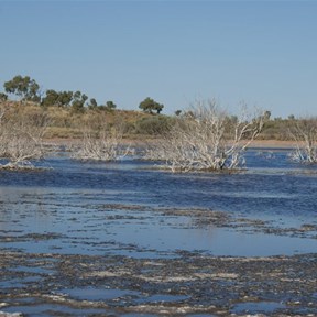 Salt crusted trees in the soak