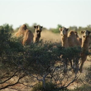 Who me? Camels in the tangle of soaks along the Helena Spring Track