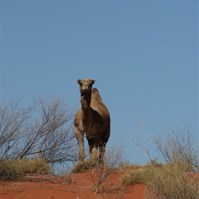 I'm the King around here!