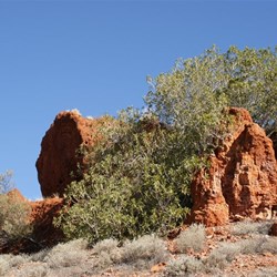 The large fig trees sheltering the many caves in the side of the Tabletop Hill