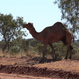 Camels