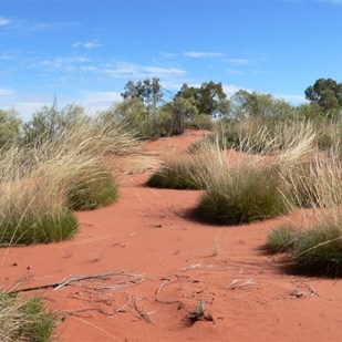 spinifex