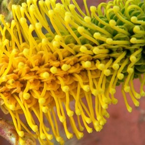 Grevillea