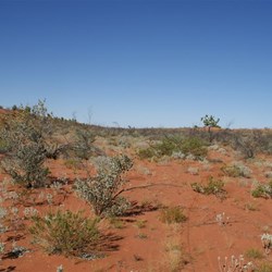 Note the tyre tracks......that is the Anna Plains Track!