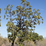 The Spook Tree (Native Walnut Tree).