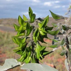Green Bird flower