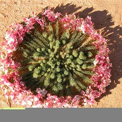 Wreath Lechenaultia