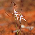White Spider Orchid
