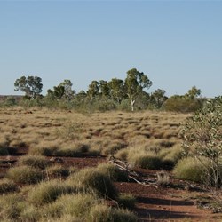 The nearby grove of gums - our campsite for the night.
