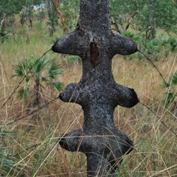 Tree used as a fence post at Snake Creek