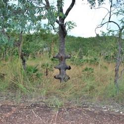 Near Snake Creek, Adelaide River, NT
