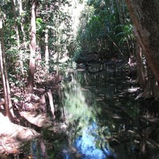 NT Rainforest