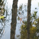 Golden Orb Spider at Reflection Pool