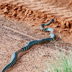Woma Python, also known as Sand python or Ramsays python, (Aspidites ramsayi)