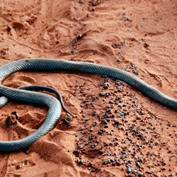 Mulga Snake or King Brown  (Pseudechis australis)