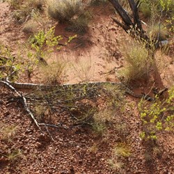 Black Headed Python - Aspidites melanocephalus