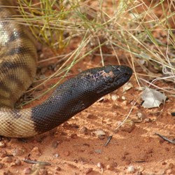 Up close and personal with a Black Headed Python 