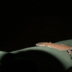 Small sand goanna
