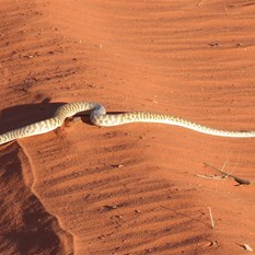 Stimson's Python    Antaresia stimsoni