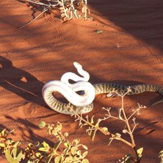 Stimson's Python    Antaresia stimsoni - Upset!