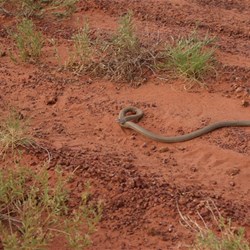 Time to back right away!  Brown striking.