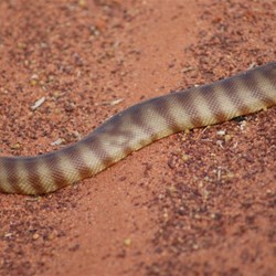 The characteristic number '8' on the Woma's back