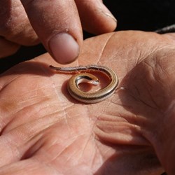 Two toed earless skink (Hemiergis quadrilineata)