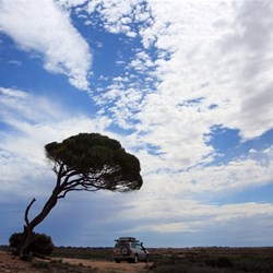 Ivy Tank Old Eyre Hwy SA