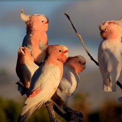 Major Mitchells at Eyre Bird Observatory WA