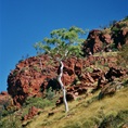 Redbank Gorge NT