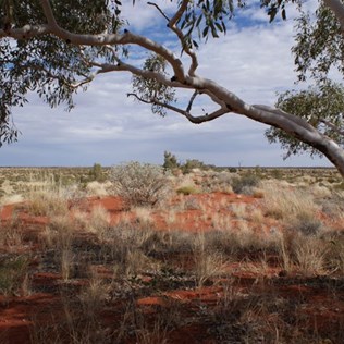 Vivid red sand - Gibson Desert Dunes