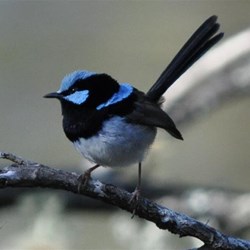 Blue Wren at Tooloom Falls
