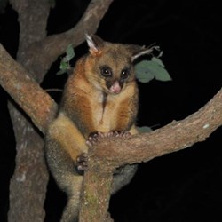A Possum visiting camp site at Tooloom Falls