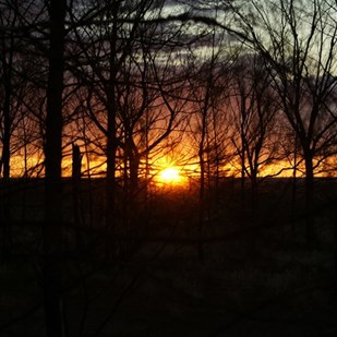 Sunset through the trees