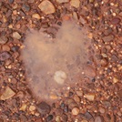 Water in the Gibson Desert - A lesson in contrasts.