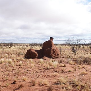 Our local Sphinx - ter!  A termite mound and a little imagination