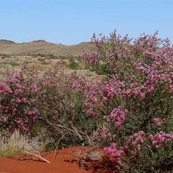 and more Feather Flowers