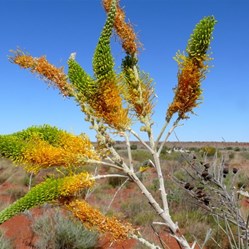Grevillia