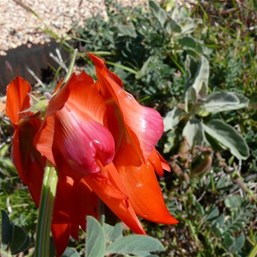 Sturts Desert Pea
