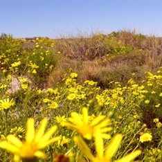 Mass wildflower display