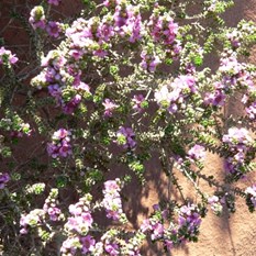 Thryptomene