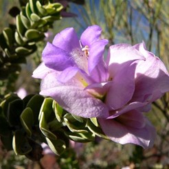 More Eremophila