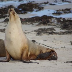 Australian fur seal   Seal bay