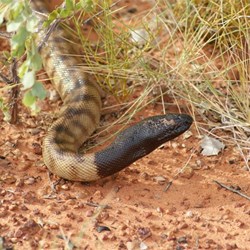 Michaels Black Headed Python (the wet one)