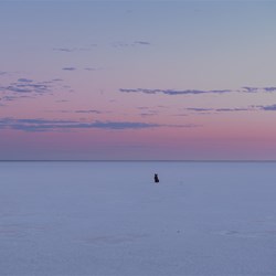 Bear on Lake Mackay