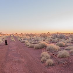 Trusty sidekick with a nose for adventure...