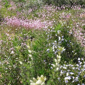 Kalbarri NP flowers