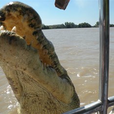 Jumping crocs on adelaide river
