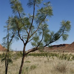 Trees at the camping area - Bredadon Pool
