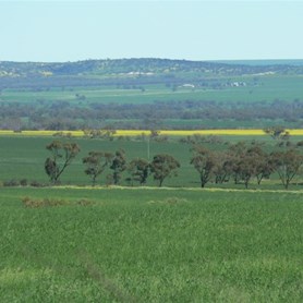 Mingenew landscape